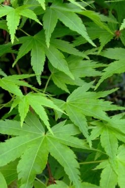 Green Leaf Japanese Maple (Acer Palmatum) - 5 Gallon Pot -Wilson Bros Gardens acer palmatum green leaf japanese maple 2