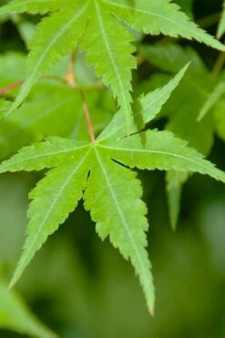 Green Leaf Japanese Maple (Acer Palmatum) - 5 Gallon Pot -Wilson Bros Gardens acer palmatum green leaf japanese maple 4