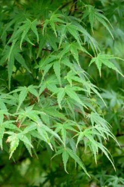 Green Leaf Japanese Maple (Acer Palmatum) - 5 Gallon Pot -Wilson Bros Gardens acer palmatum green leaf japanese maple 5