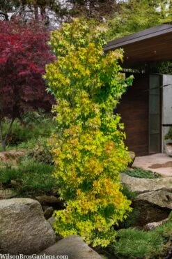 Skyscraper Columnar Japanese Maple - 1 Gallon Pot 8 Skyscraper Columnar Japanese Maple - 1 Gallon Pot -Wilson Bros Gardens acer palmatum green pillar japanese maple 1 1