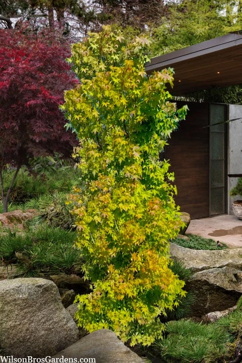 Skyscraper Columnar Japanese Maple - 1 Gallon Pot 4 Skyscraper Columnar Japanese Maple - 1 Gallon Pot - Image 4