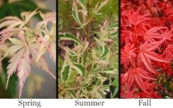 Hana Tsukasa Japanese Maple - 3 Gallon Pot (2-3') -Wilson Bros Gardens acer palmatum hana tsukasa japanese maple 1