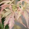 Hana Tsukasa Japanese Maple - 3 Gallon Pot (2-3')