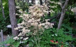 Hana Tsukasa Japanese Maple - 3 Gallon Pot (2-3') -Wilson Bros Gardens acer palmatum hana tsukasa japanese maple 7