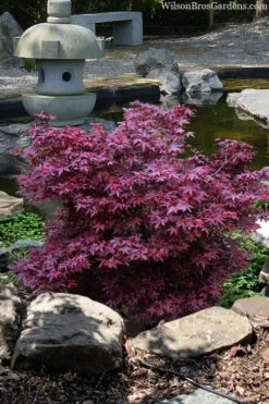 Hime Shojo Dwarf Red Japanese Maple - 3 Gallon Pot