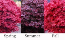 Hime Shojo Dwarf Red Japanese Maple - 3 Gallon Pot 8 Hime Shojo Dwarf Red Japanese Maple - 3 Gallon Pot -Wilson Bros Gardens acer palmatum hime shojo dwarf japanese maple 2