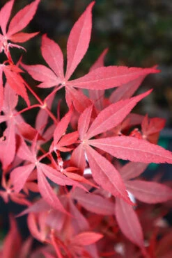 Hime Shojo Dwarf Red Japanese Maple - 3 Gallon Pot 9 Hime Shojo Dwarf Red Japanese Maple - 3 Gallon Pot -Wilson Bros Gardens acer palmatum hime shojo dwarf japanese maple 3