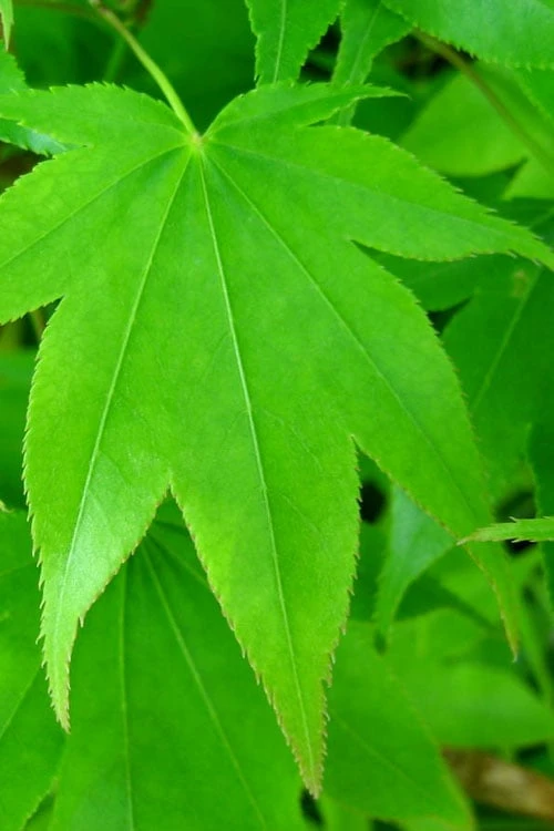 Hogyoku Japanese Maple - 1 Gallon Pot 7 Hogyoku Japanese Maple - 1 Gallon Pot - Image 7