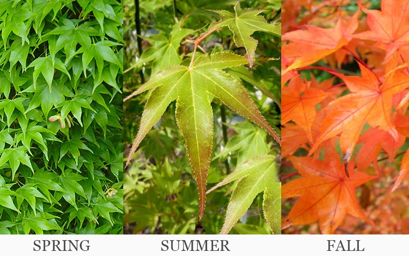 Hogyoku Japanese Maple - 1 Gallon Pot 4 Hogyoku Japanese Maple - 1 Gallon Pot - Image 4