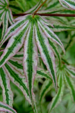 Ikandi Japanese Maple - 3 Gallon Pot (2-3') 17 Ikandi Japanese Maple - 3 Gallon Pot (2-3') -Wilson Bros Gardens acer palmatum ikandi japanese maple 10 3