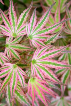 Ikandi Japanese Maple - 3 Gallon Pot (2-3')