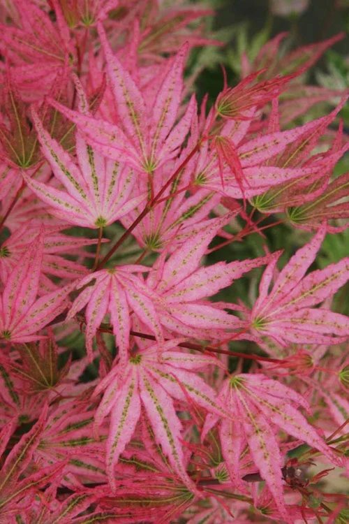 Ikandi Japanese Maple - 3 Gallon Pot (3.5-4') 5 Ikandi Japanese Maple - 3 Gallon Pot (3.5-4') - Image 5