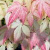Ilarian Pink Variegated Japanese Maple - 3 Gallon Pot
