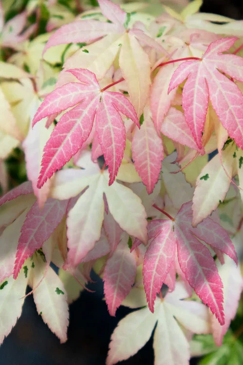 Ilarian Pink Variegated Japanese Maple - 7 Gallon Pot (4-5') 1 Ilarian Pink Variegated Japanese Maple - 7 Gallon Pot (4-5')