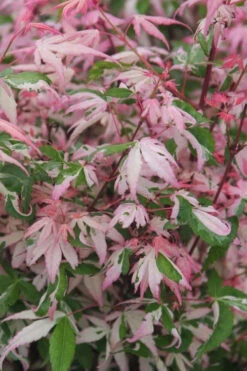 Ilarian Pink Variegated Japanese Maple - 7 Gallon Pot (4-5') 9 Ilarian Pink Variegated Japanese Maple - 7 Gallon Pot (4-5') -Wilson Bros Gardens acer palmatum ilarian japanese maple 2