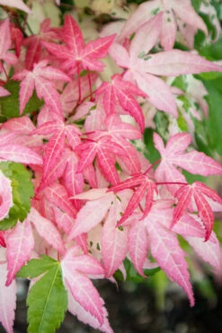Ilarian Pink Variegated Japanese Maple - 7 Gallon Pot (4-5') 11 Ilarian Pink Variegated Japanese Maple - 7 Gallon Pot (4-5') -Wilson Bros Gardens acer palmatum ilarian japanese maple 3