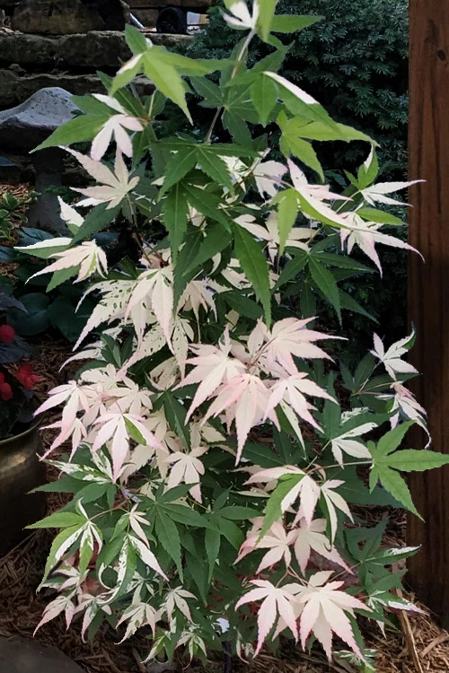Ilarian Pink Variegated Japanese Maple - 7 Gallon Pot (4-5') 5 Ilarian Pink Variegated Japanese Maple - 7 Gallon Pot (4-5') - Image 5
