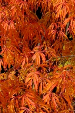 Jeddeloh Orange Japanese Maple - 3 Gallon Pot -Wilson Bros Gardens acer palmatum jeddeloh orange japanese maple 1 1