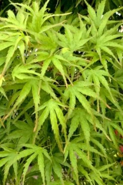 Eagle's Claw Japanese Maple - (Acer Palmatum 'Kamagata') - 3 Gallon Pot 10 Eagle's Claw Japanese Maple - (Acer Palmatum 'Kamagata') - 3 Gallon Pot -Wilson Bros Gardens acer palmatum kamagata eagles claw japanese maple 3 1