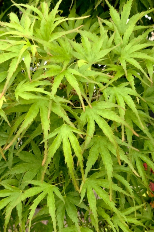 Eagle's ClawJapanese Maple - (Acer Palmatum 'Kamagata') - 2 Gallon Pot 5 Eagle's ClawJapanese Maple - (Acer Palmatum 'Kamagata') - 2 Gallon Pot - Image 5