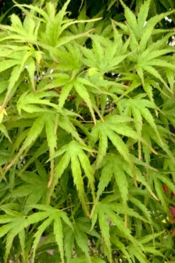 Eagle's ClawJapanese Maple - (Acer Palmatum 'Kamagata') - 1 Gallon Pot -Wilson Bros Gardens acer palmatum kamagata eagles claw japanese maple 3 5