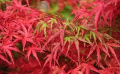 Eagle's ClawJapanese Maple - (Acer Palmatum 'Kamagata') - 3 Gallon Pot -Wilson Bros Gardens acer palmatum kamagata eagles claw japanese maple 4