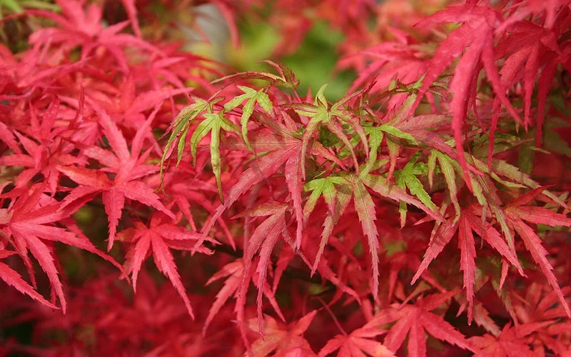 Eagle's ClawJapanese Maple - (Acer Palmatum 'Kamagata') - 2 Gallon Pot 6 Eagle's ClawJapanese Maple - (Acer Palmatum 'Kamagata') - 2 Gallon Pot - Image 6