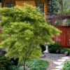 Eagle's ClawJapanese Maple - (Acer Palmatum 'Kamagata') - 3 Gallon Pot