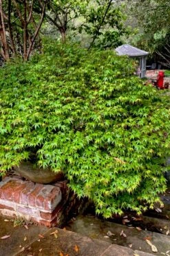 Kiyohime Spreading Japanese Maple - 1 Gallon Pot -Wilson Bros Gardens acer palmatum kiyohime dwarf japanese maple 10
