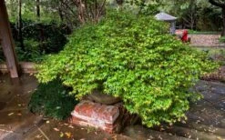 Kiyohime Spreading Japanese Maple - 1 Gallon Pot -Wilson Bros Gardens acer palmatum kiyohime dwarf japanese maple 11