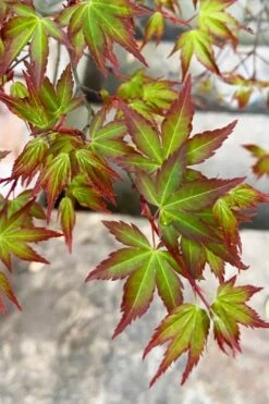Kiyohime Spreading Japanese Maple - 1 Gallon Pot -Wilson Bros Gardens acer palmatum kiyohime dwarf japanese maple 4