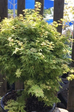 Koto Maru Dwarf Japanese Maple - 3 Gallon Pot -Wilson Bros Gardens acer palmatum koto maru dwarf japanese maple 1