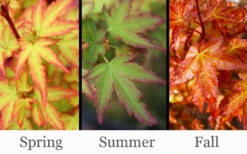 Koto Maru Dwarf Japanese Maple - 3 Gallon Pot -Wilson Bros Gardens acer palmatum koto maru dwarf japanese maple 11