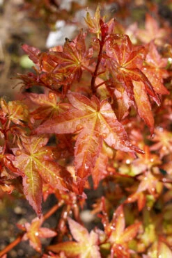 Koto Maru Dwarf Japanese Maple - 3 Gallon Pot -Wilson Bros Gardens acer palmatum koto maru dwarf japanese maple 12