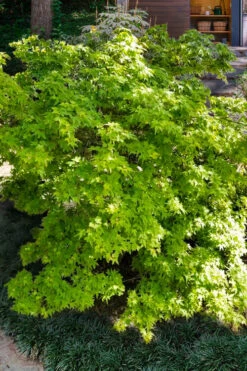 Koto Maru Dwarf Japanese Maple - 3 Gallon Pot -Wilson Bros Gardens acer palmatum koto maru dwarf japanese maple 14