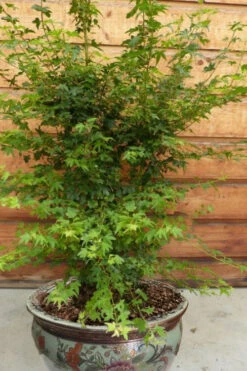 Koto Maru Dwarf Japanese Maple - 3 Gallon Pot -Wilson Bros Gardens acer palmatum koto maru dwarf japanese maple 16