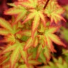 Koto Maru Dwarf Japanese Maple - 3 Gallon Pot