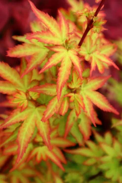 Koto Maru Dwarf Japanese Maple - 3 Gallon Pot