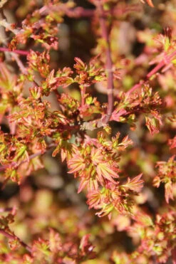 Koto Maru Dwarf Japanese Maple - 3 Gallon Pot -Wilson Bros Gardens acer palmatum koto maru dwarf japanese maple 3
