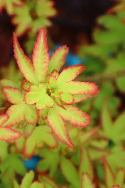 Koto Maru Dwarf Japanese Maple - 3 Gallon Pot -Wilson Bros Gardens acer palmatum koto maru dwarf japanese maple 5