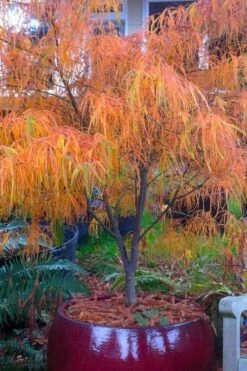 Koto No Ito Japanese Maple - 3 Gallon Pot -Wilson Bros Gardens acer palmatum koto no ito japanese maple 14