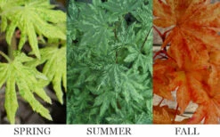 Kumoi Nishiki Japanese Full Moon Maple - 1 Gallon Pot -Wilson Bros Gardens acer palmatum kumoi nishiki 13 2