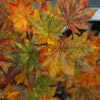 Kumoi Nishiki Japanese Full Moon Maple - 1 Gallon Pot