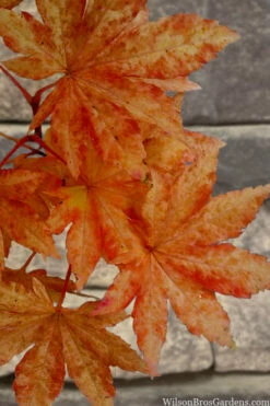 Kumoi Nishiki Japanese Full Moon Maple - 1 Gallon Pot -Wilson Bros Gardens acer palmatum kumoi nishiki japanese maple 7 2