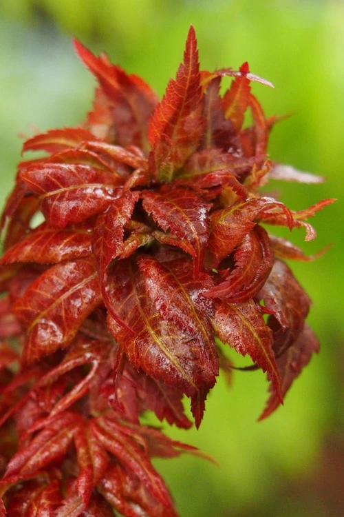 Red Lion Japanese Maple (Acer Palmatum 'Kurenai Jishi') - 3 Gallon Pot 4 Red Lion Japanese Maple (Acer Palmatum 'Kurenai Jishi') - 3 Gallon Pot - Image 4