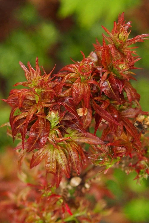 Red Lion Japanese Maple (Acer Palmatum 'Kurenai Jishi') - 1 Gallon Pot 7 Red Lion Japanese Maple (Acer Palmatum 'Kurenai Jishi') - 1 Gallon Pot - Image 7