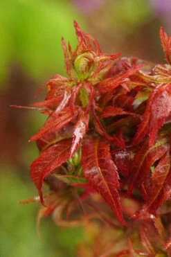 Red Lion Japanese Maple (Acer Palmatum 'Kurenai Jishi') - 3 Gallon Pot 12 Red Lion Japanese Maple (Acer Palmatum 'Kurenai Jishi') - 3 Gallon Pot -Wilson Bros Gardens acer palmatum kurenai jishi red lion japanese maple 3 1