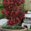 Red Lion Japanese Maple (Acer Palmatum 'Kurenai Jishi') - 3 Gallon Pot
