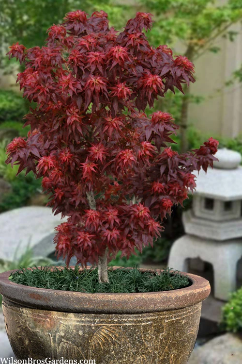 Red Lion Japanese Maple (Acer Palmatum 'Kurenai Jishi') - 3 Gallon Pot 1 Red Lion Japanese Maple (Acer Palmatum 'Kurenai Jishi') - 3 Gallon Pot