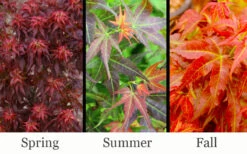 Red Lion Japanese Maple (Acer Palmatum 'Kurenai Jishi') - 3 Gallon Pot 11 Red Lion Japanese Maple (Acer Palmatum 'Kurenai Jishi') - 3 Gallon Pot -Wilson Bros Gardens acer palmatum kurenai jishi red lion japanese maple 5 1